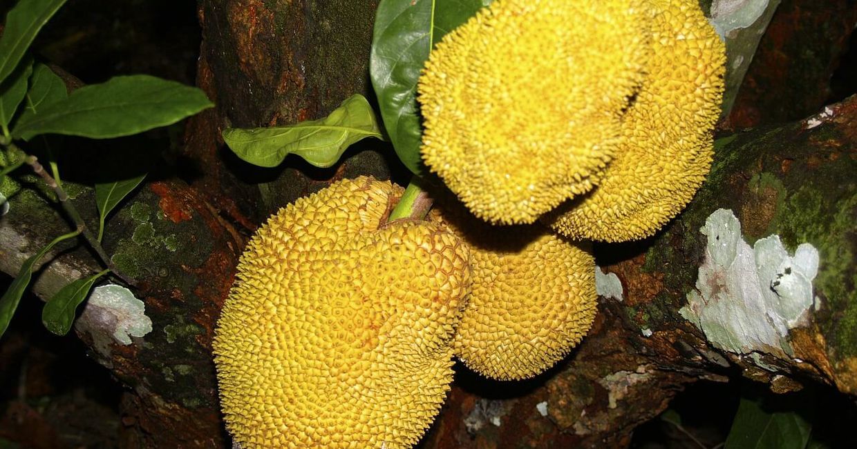 jakie właściwości ma chlebowiec?