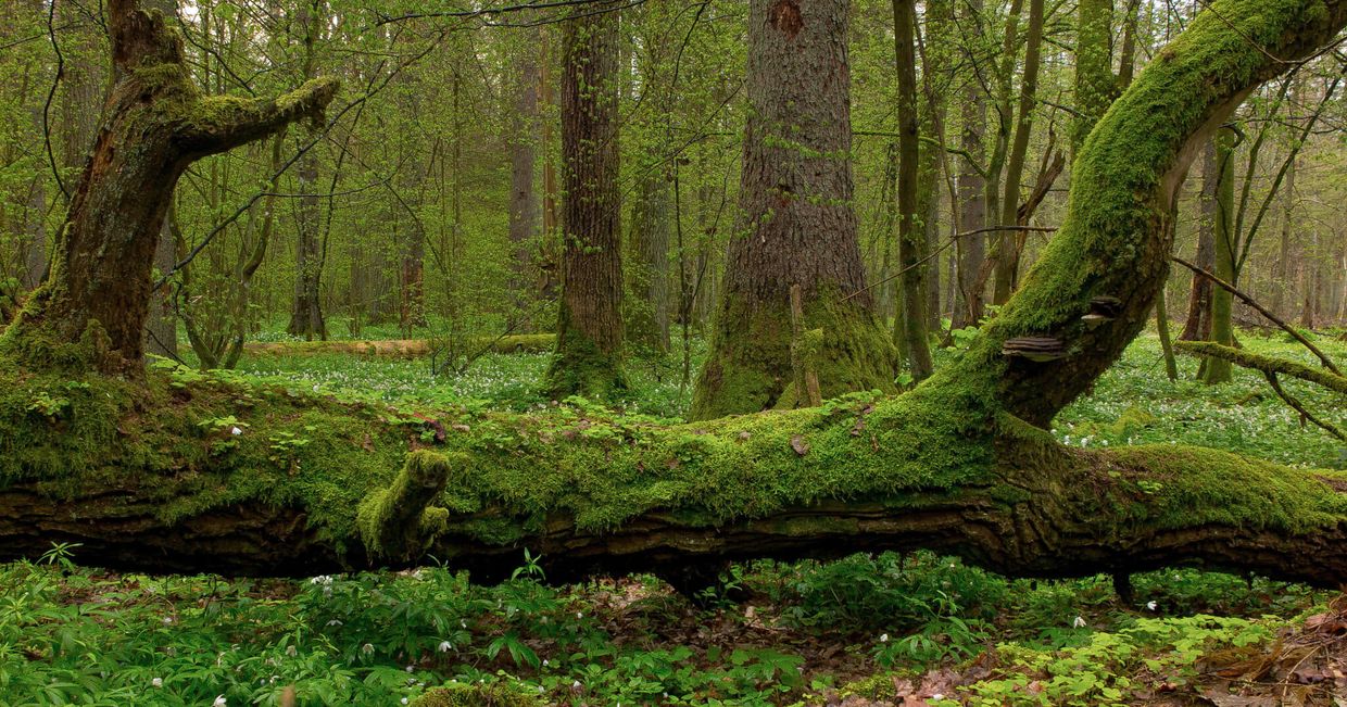 Puszcza Białowieska (Greenpeace Polska : flickr)