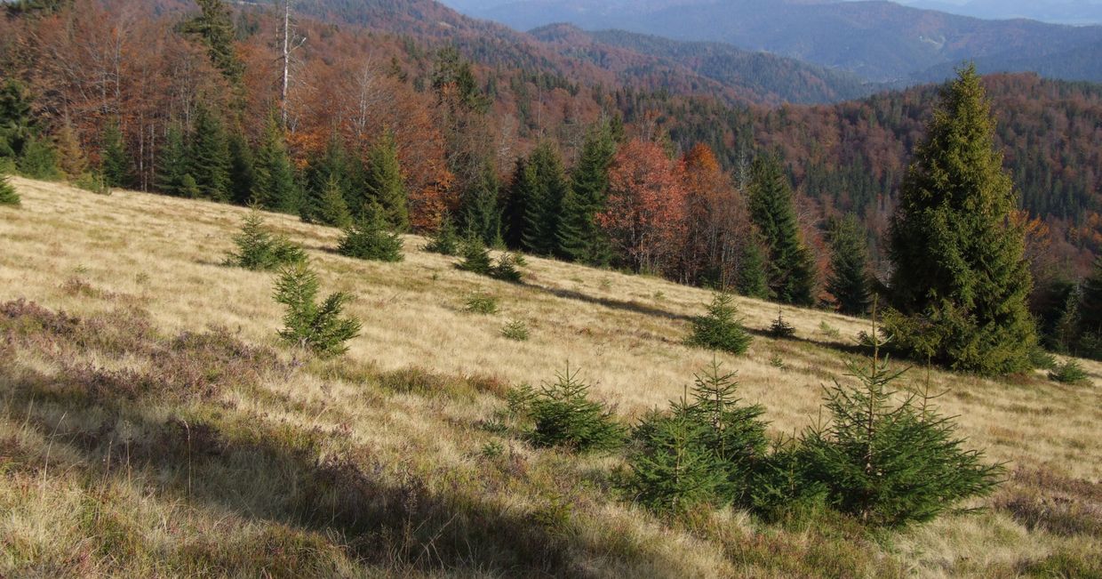 Polana Młyńska w Gorczańskim Parku Narodowym (fot. Jerzy Opioła / Wikipedia)