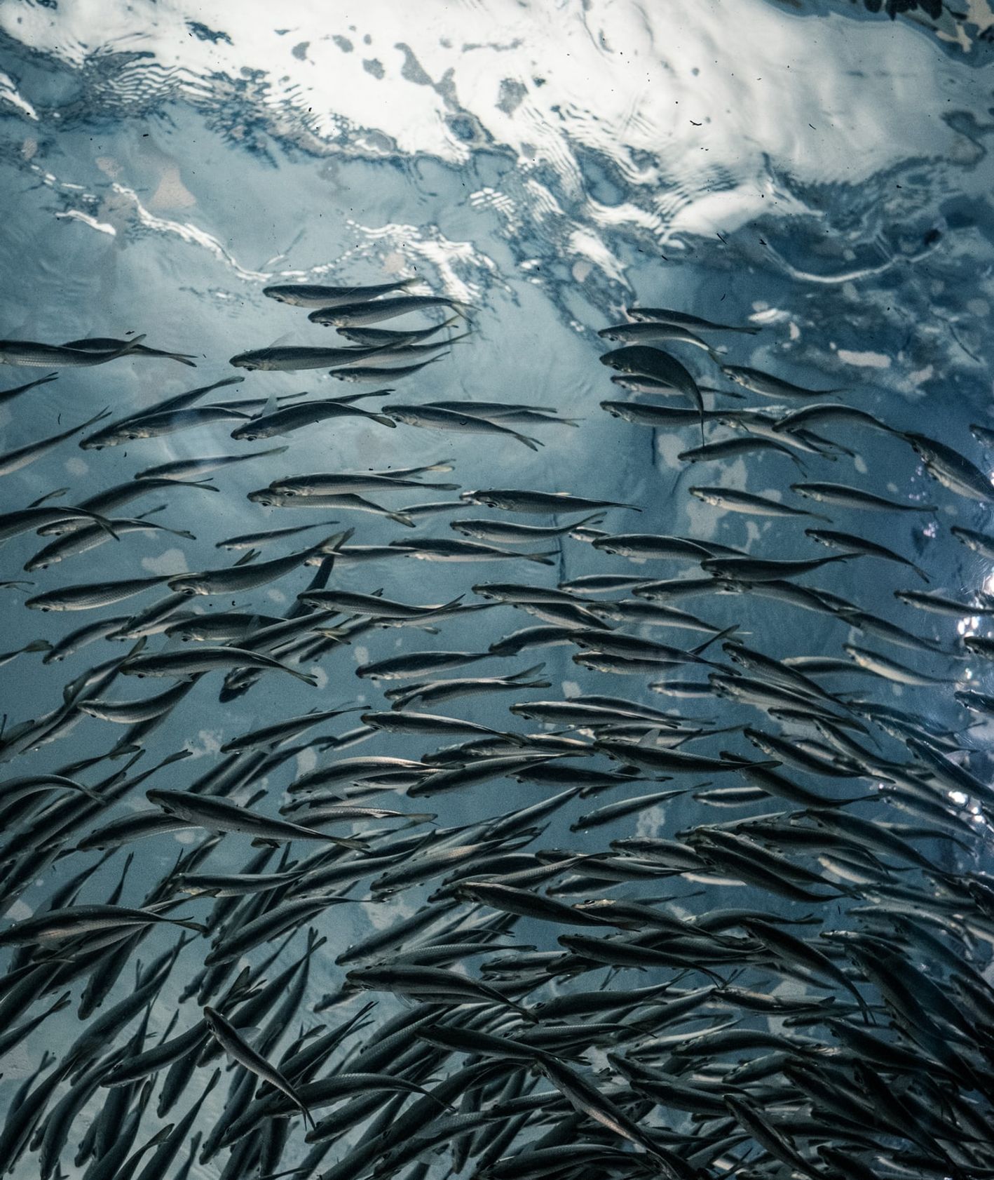 Ryby pod wodą (fot. Lance Anderson / unsplash.com)