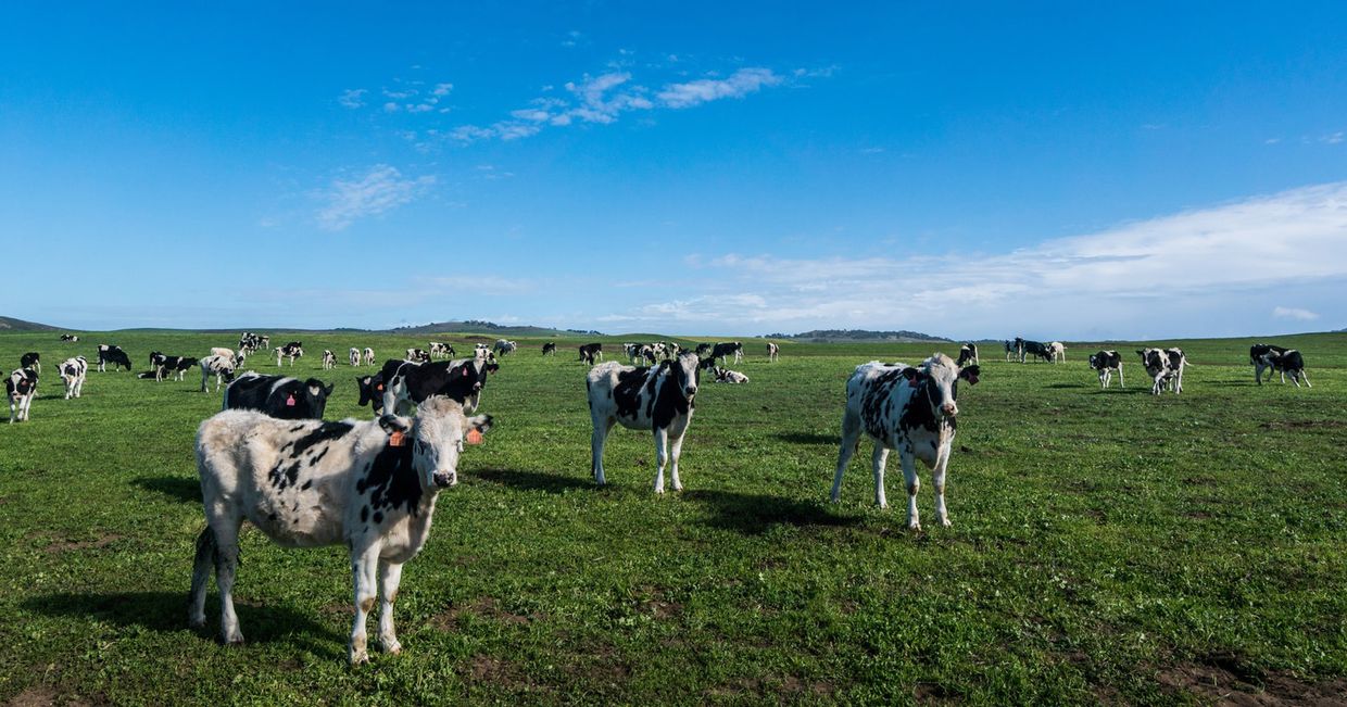 Stado krów na pastwisku – jak produkcja mięsa wpływa na klimat? (fot. Michael Pujals / unsplash.com)