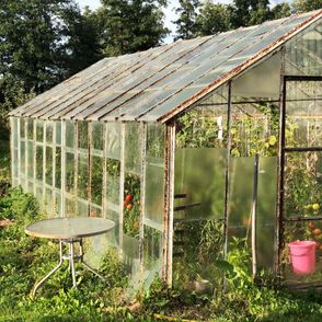 Szklarnia z pomidorami, dlaczego wraca trend działkowiczów (fot. Zuza Rożek)
