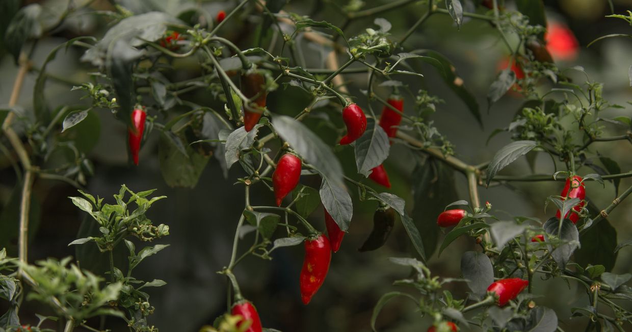 papryczka chili, jak wybrac papryczkę chili, rodzaje hili, jakie chili do czego, tomek zielke