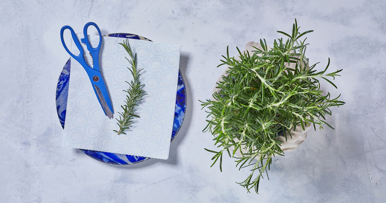 Przycianie rozmarynu