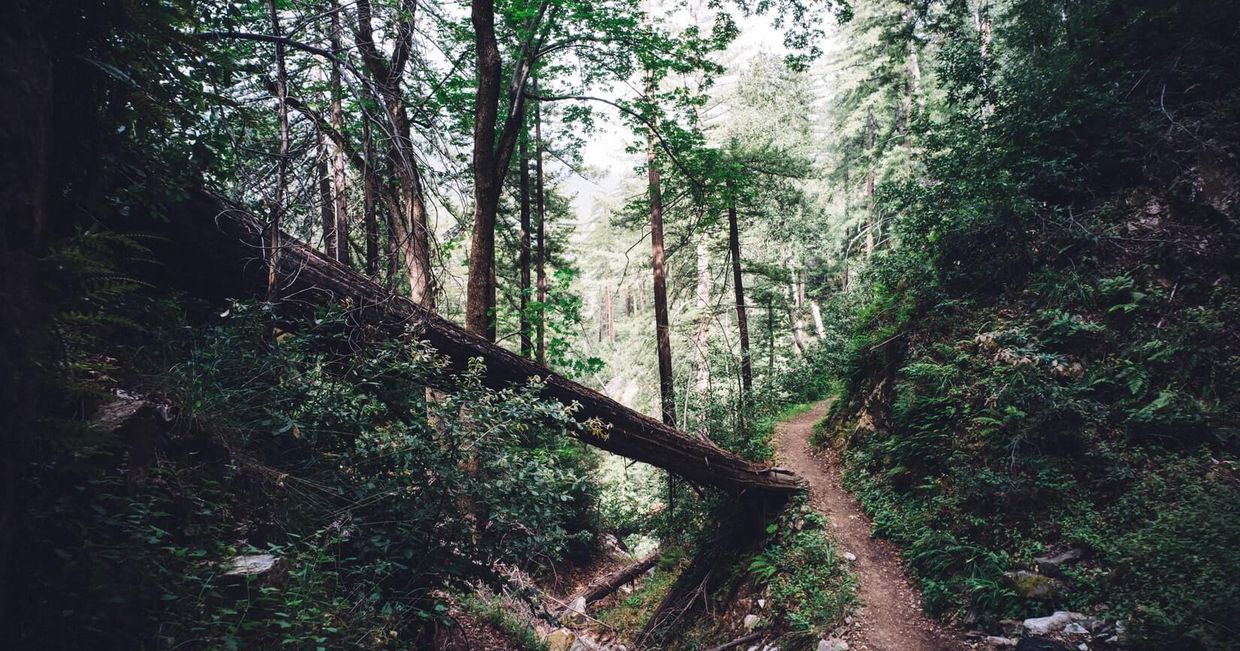 las |(fot. Andy Mai)