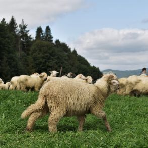 Tradycyjny wypas owiec w Karpatach (fot. Monika Ankudowicz)