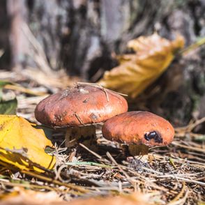 Fotografia grzybów w leśnym podszyciu (fot. Łukasz Stafiej)