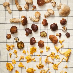 Najlepsze przepisy z grzybami. Jak przygotować grzyby (fot. Maciek Niemojewski)