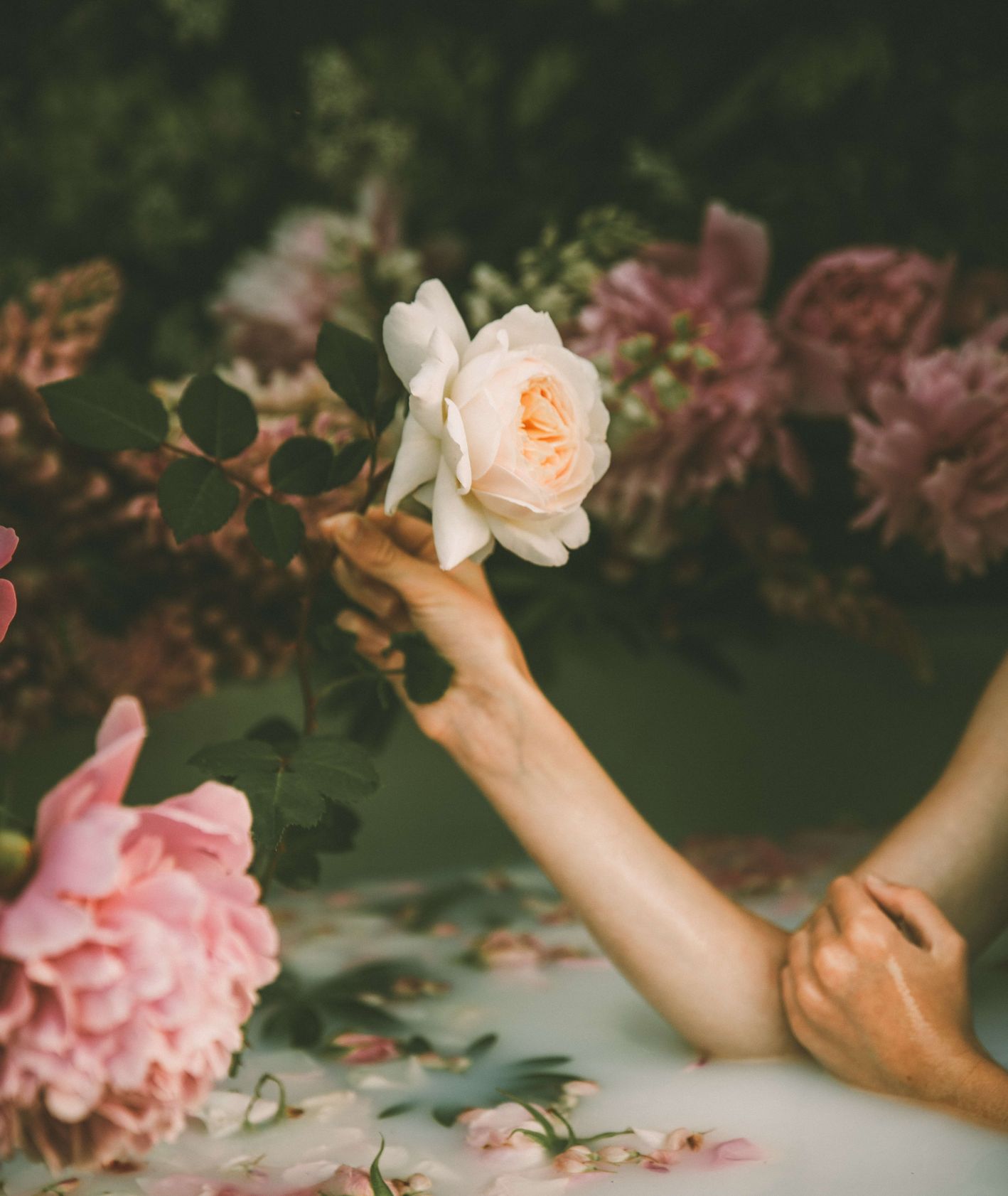 Kobieca ręka trzyma różę (fot. Anita Austvika/unsplash)