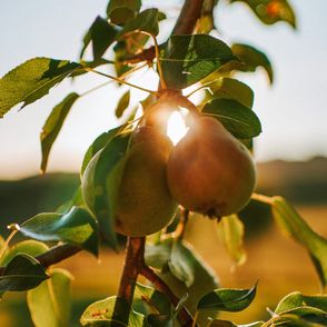 Rodzaje gruszek. Przepisy z gruszkami (fot. Dana Luig / unsplash.com)