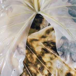 Przetwarzanie roślin na sztuczną skórę