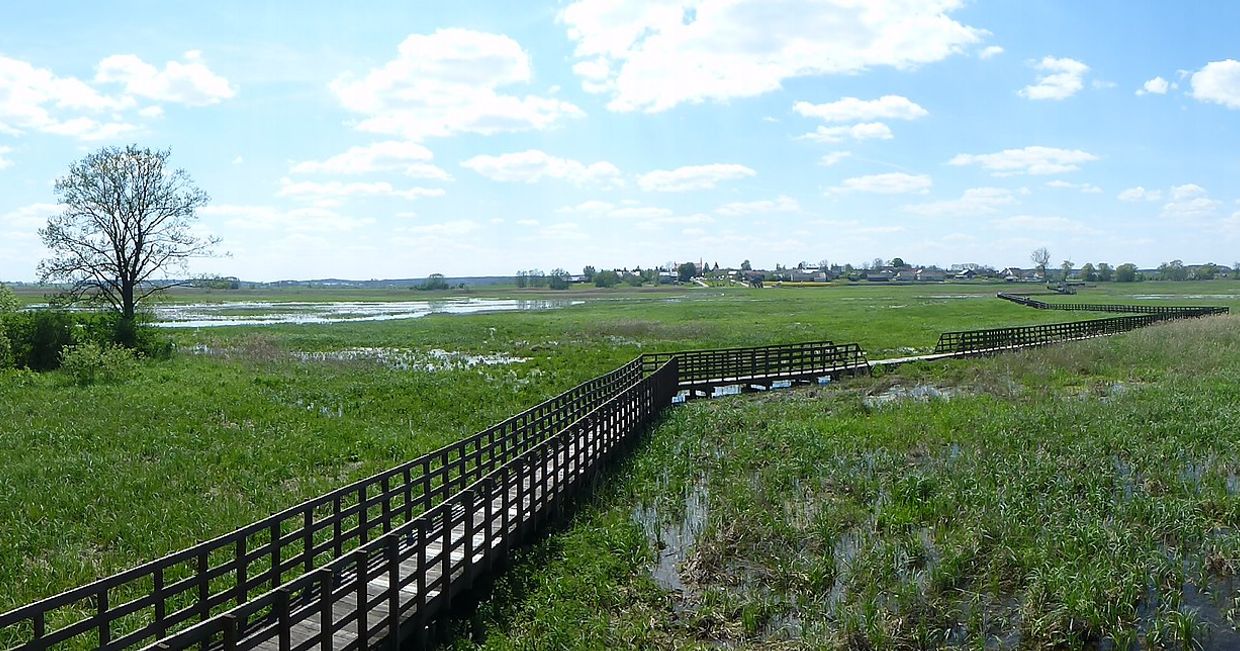 Kładka Śliwino-Waniewo w Narwiańskim Parku Narodowym (fot. Smialek.m / Wikipedia)