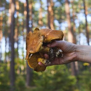 Grzybobranie (fot. Maciek Niemojewski)