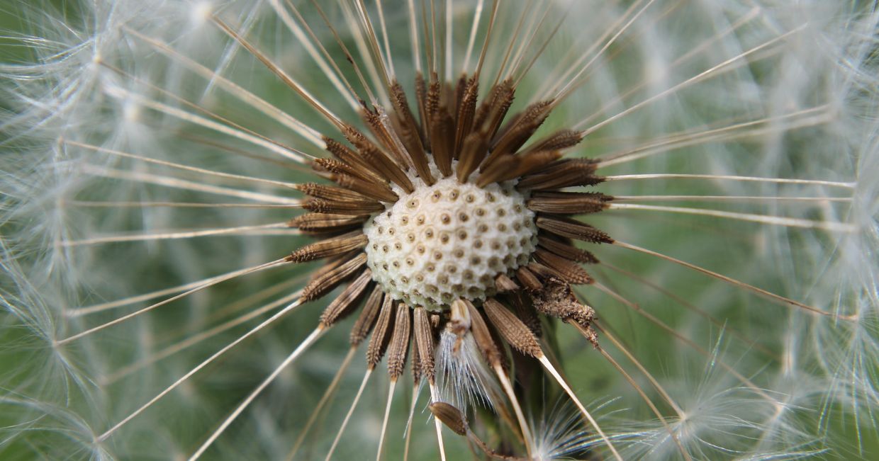 Dmuchawiec (fot. Mike Norris / unsplash.com)