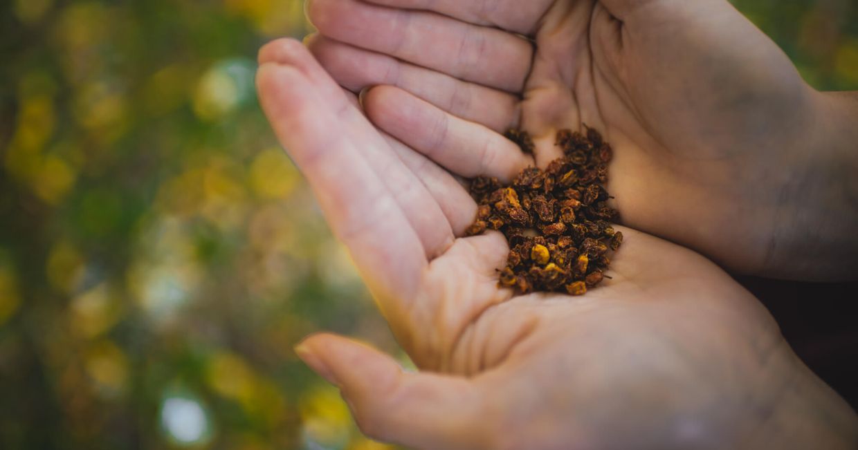 zioła, polskie superfoods