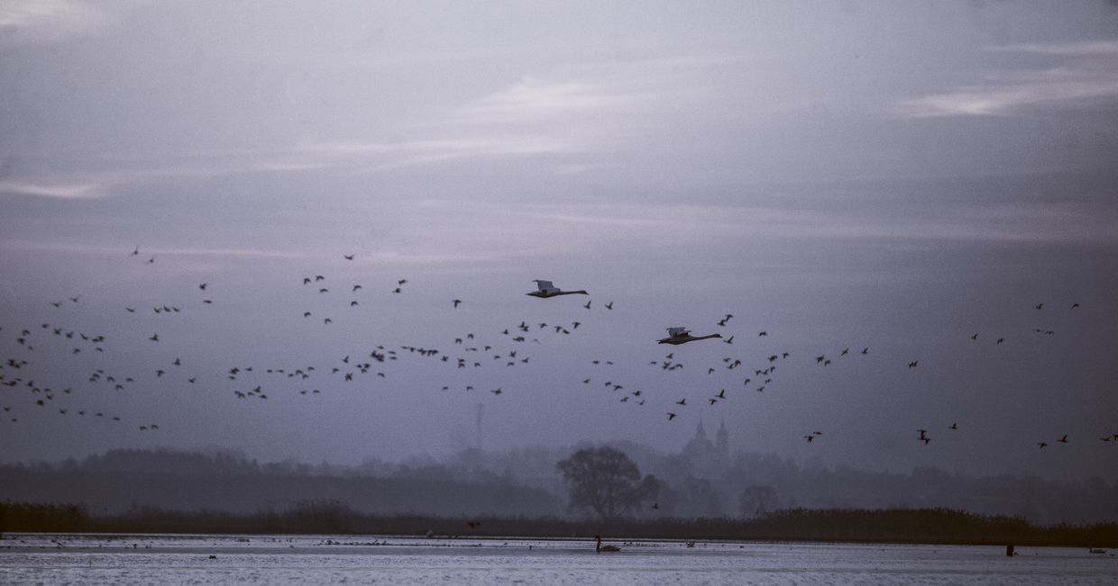 Krajobraz Biebrzańskiego Parku Narodowego, przelot ptaków nad Biebrzą, zmierzch (fot. Rafał Meszka)