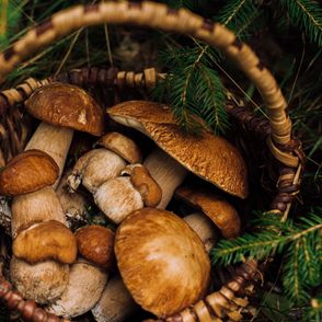 Kosz z grzybami (fot. Anna Włodarczyk)