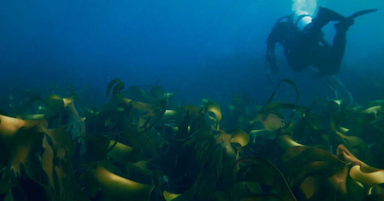 Kadr z filmu Nordic by Nature