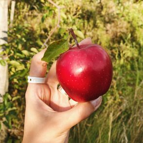 Jabłko prosto z sadu trzymane w dłoni (fot. Zuza Rożek)