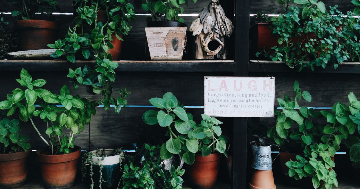 Kwiaty na półkach (fot. Nico Wijaya / Unsplash.com)