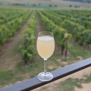 Winnica w której produkowany jest Burčak (fot. Julia Zabrodzka)