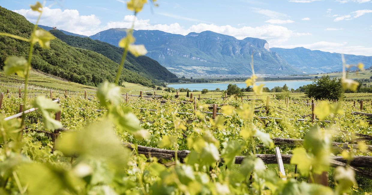 Jedna z licznych winnic w Tyrolu Południowym (fot. Benjamin Pfitscher / IDM Südtirol)