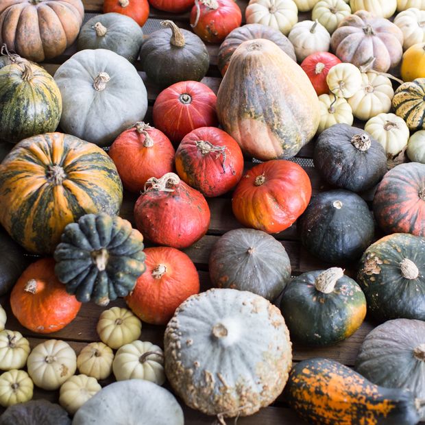 dynie jadalne i ozdobne