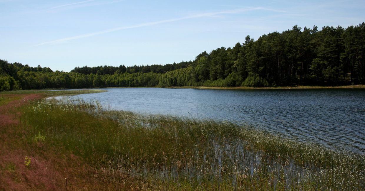 Gacno Wielkie z lobeliną jeziorną w Parku Narodowym Bory Tucholskie (fot. Przykuta / Wikipedia)