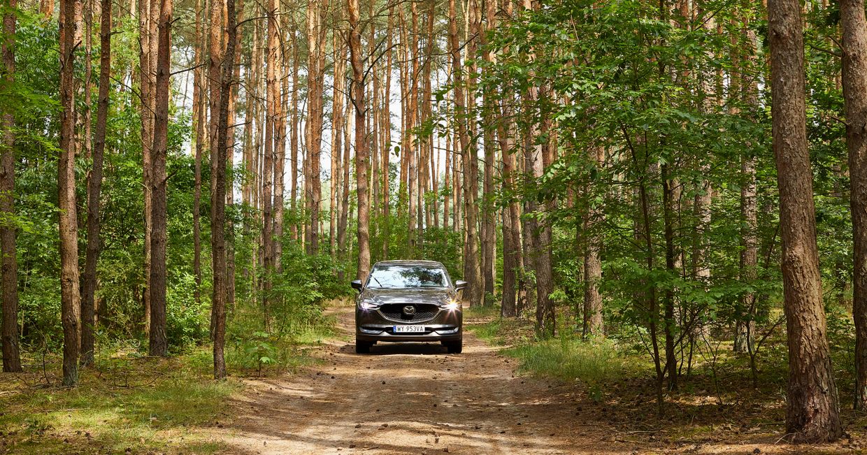 Samochodowe wycieczki wakacyjne. Podróże po lesie. (fot. Maciej Niemojewski)