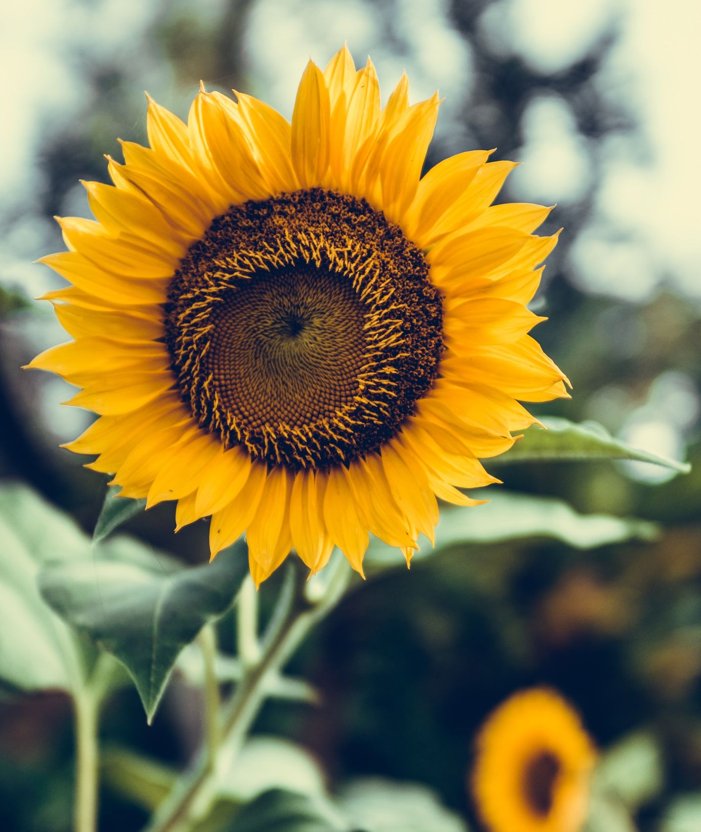 Słonecznik na polu słonecznikowym (fot. Bernard Hermant / unsplash.com)