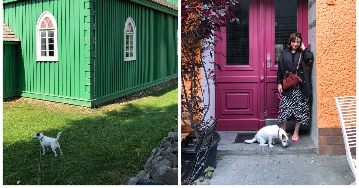 Jak wygodnie i bezpiecznie podróżować z psem