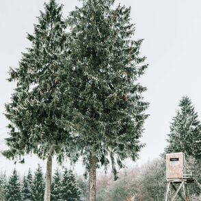 Choinka zero waste – jaką choinkę wybrać? (fot. Jonathan Kemper / unsplash.com)