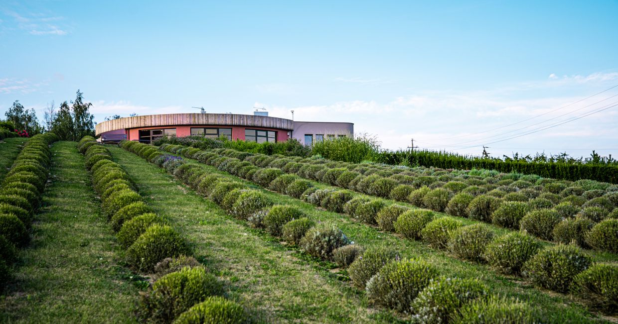 Lawendowy Ląd (fot. MariaOcioszyńska)