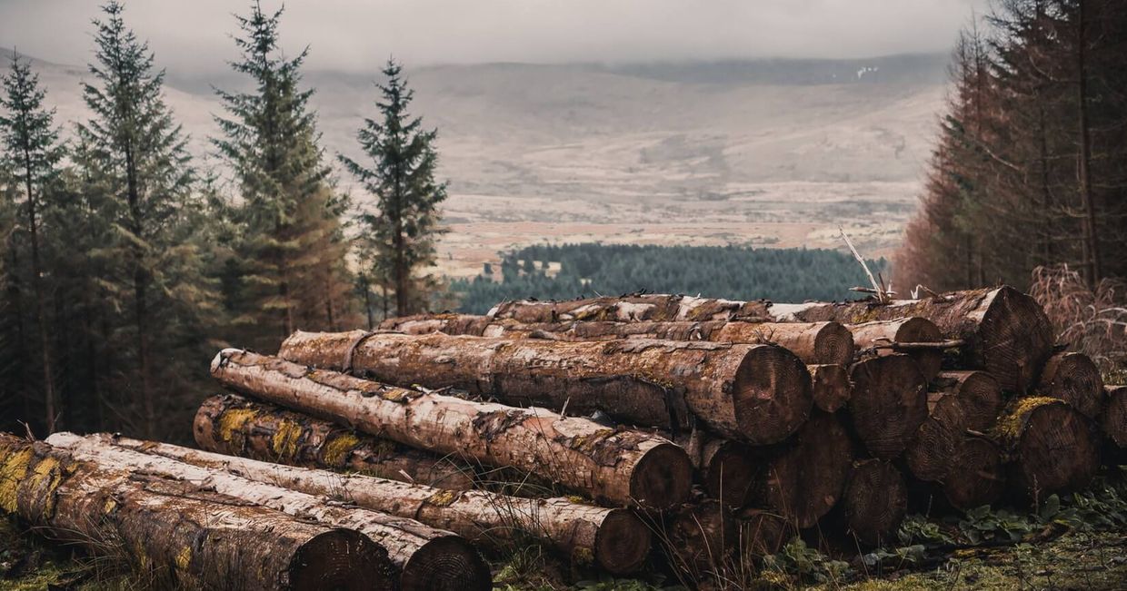 pejzaż górski - drewniane bale (fot. Gregory DALLEAU)