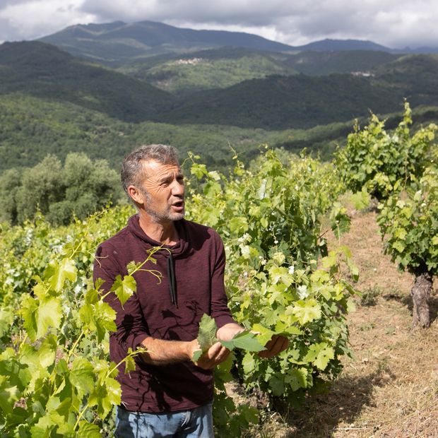 Ambrosio Jiménez z winnicy Viñas del Cámbrico pokazuje różnice między liśćmi odmiennych szczepów (fot. Julia Zabrodzka)
