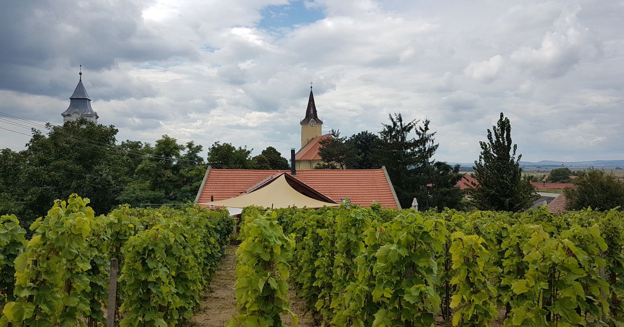 Winnica w Tarcalu, nieopodal Tokaju (fot. Aleksander Szojer)