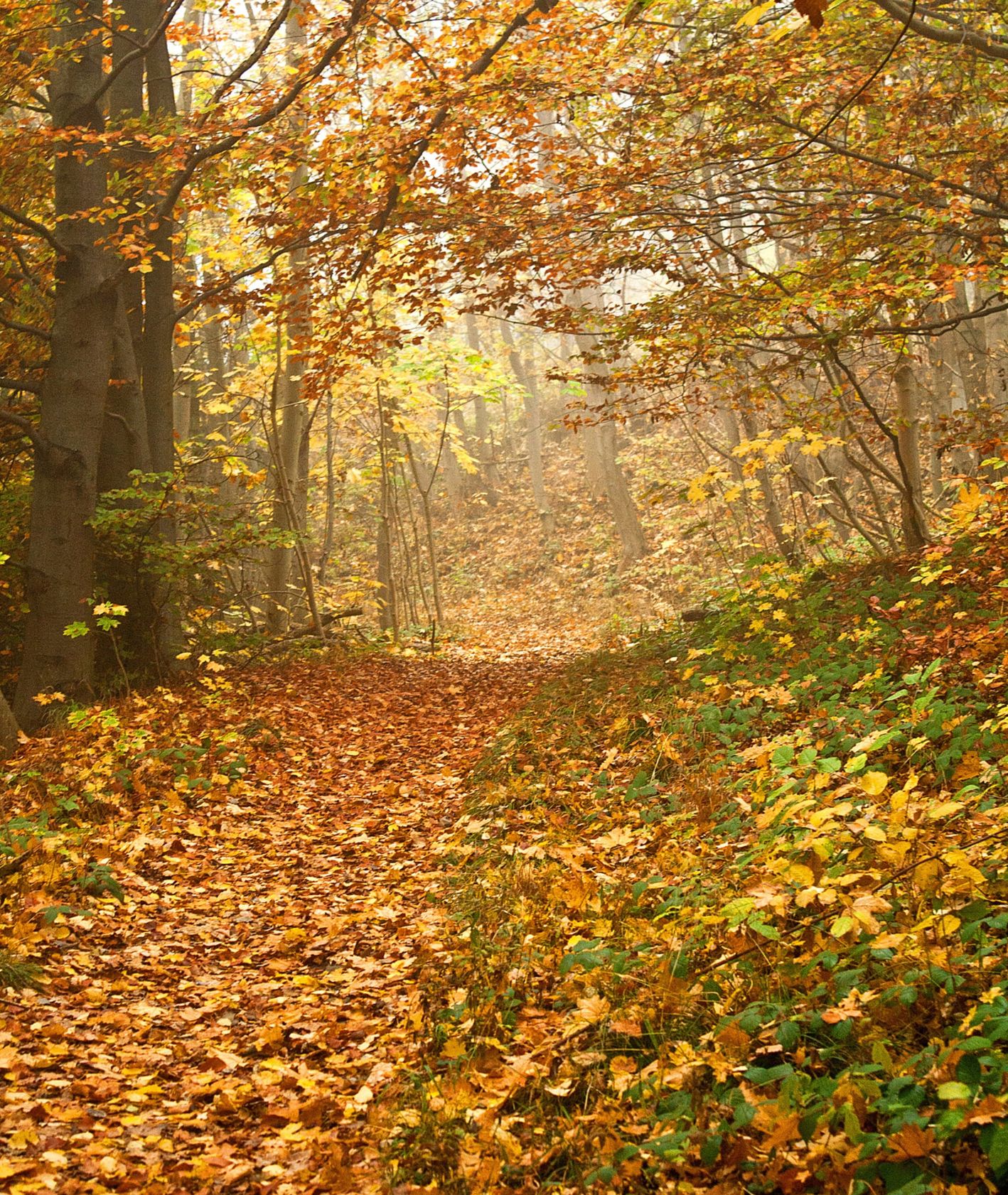 Las jesienią (fot. Vanessa von Wieding / unsplash.com)