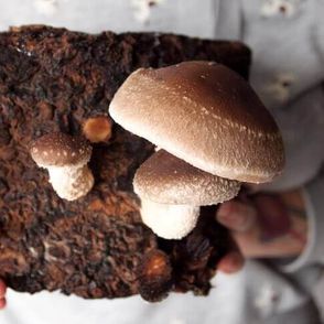 grzyby shitake, własna uprawa grzybów, domowy ogród, domowa uprawa grzybów