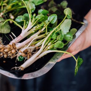 Wiosenne składniki – restauracja Fisherman (fot. Fisherman / Anna Włodarczyk)