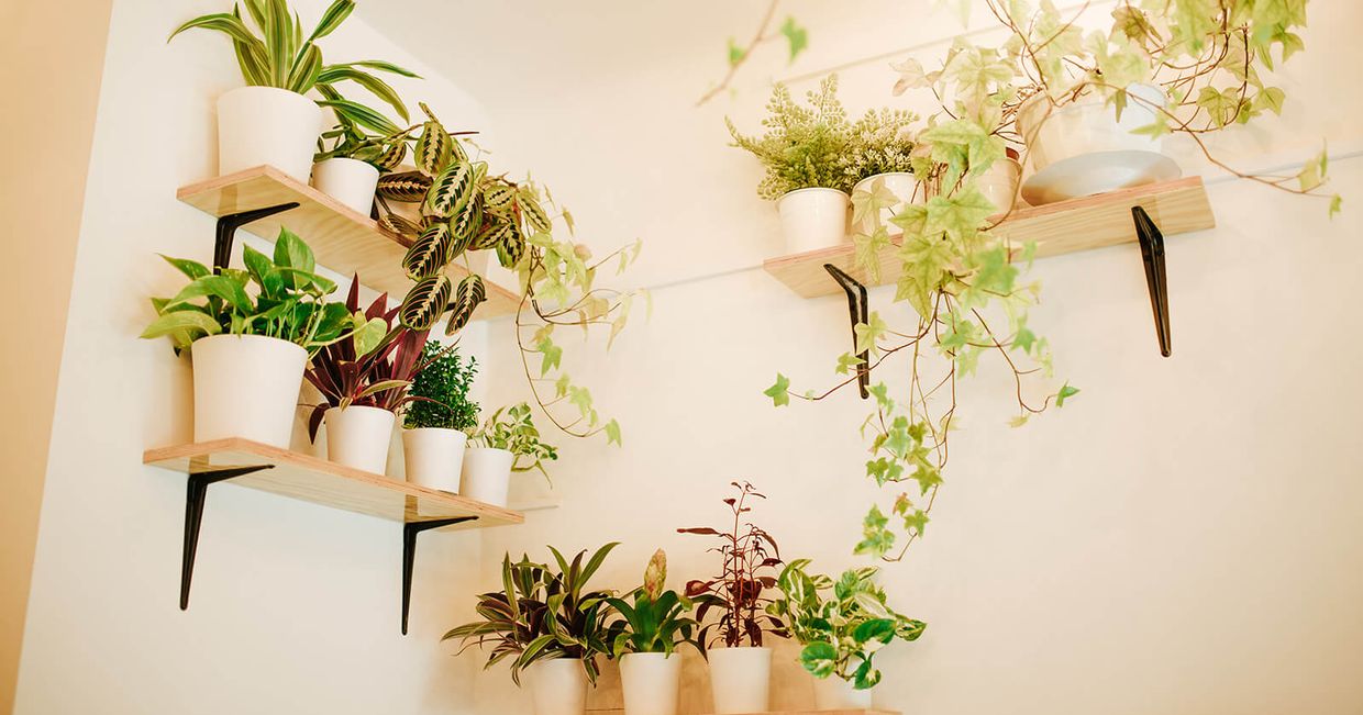 Wnętrze i rośliny na ścianach Kuchni Konfliktu (fot. Trey Wallace)