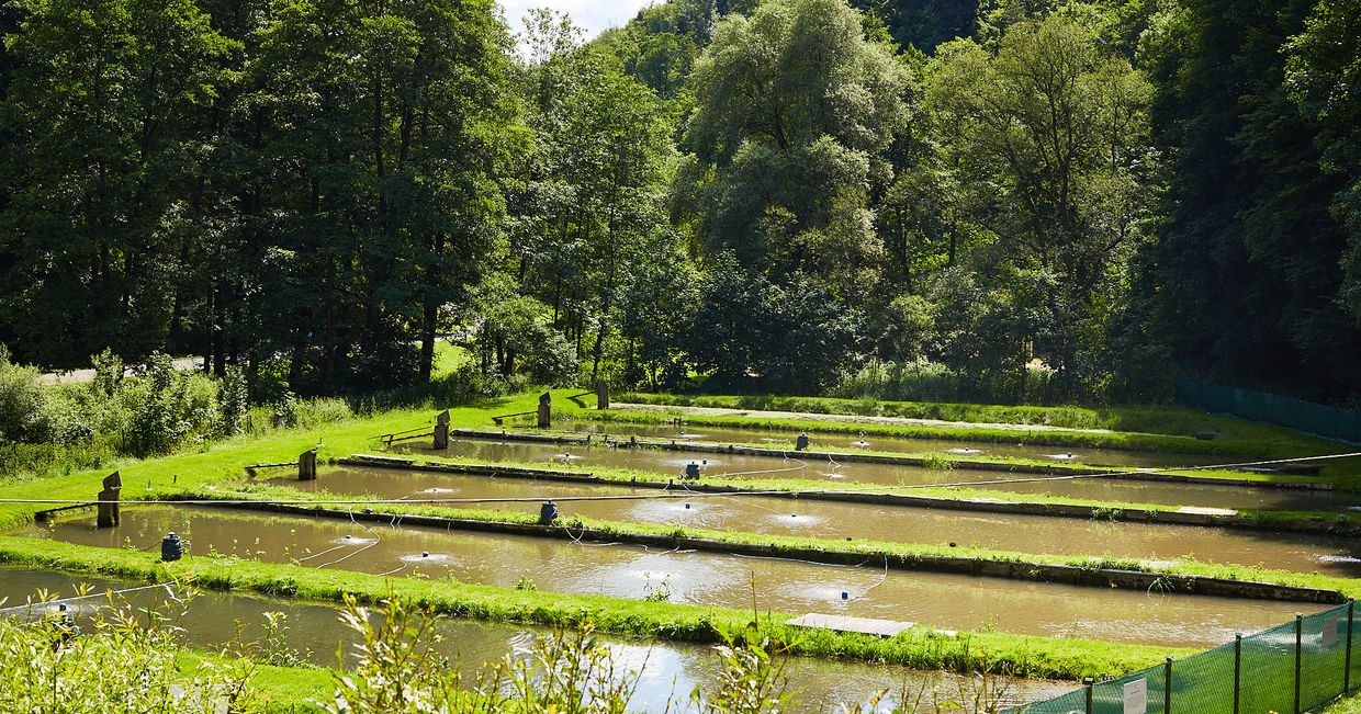 Tradycyjna pstrągarnia w Ojcowie. Popularne miejsce do wypoczynku pod Krakowem (fot. Maciej Niemojewski)