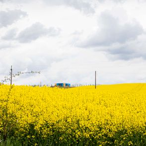 Restauracja Niwa, restauracja na ekologicznej farmie (fot. Magda Klimczak / Dare to Cook)