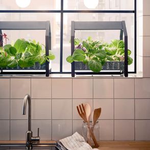 domowa uprawa warzyw i ziół - mini szklarnie z ikei (fot. materiały prasowe)