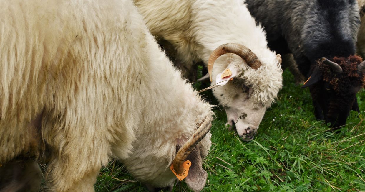 Tradycyjny wypas owiec w Karpatach (fot. Monika Ankudowicz)