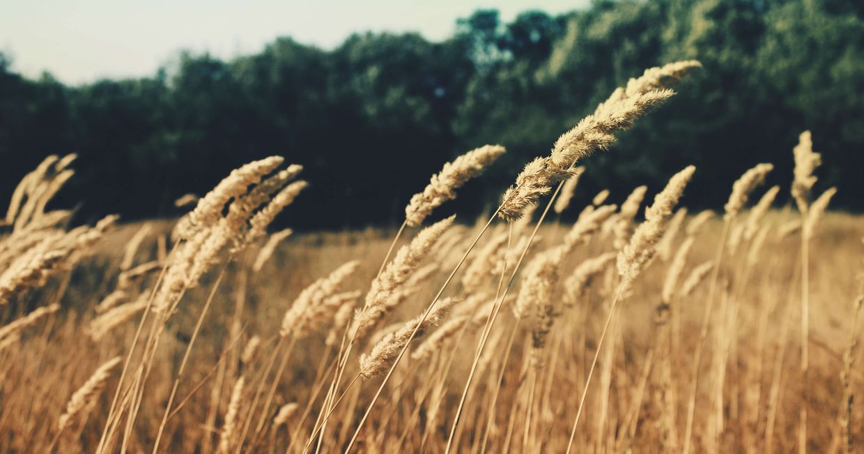 kłosy pszenicy