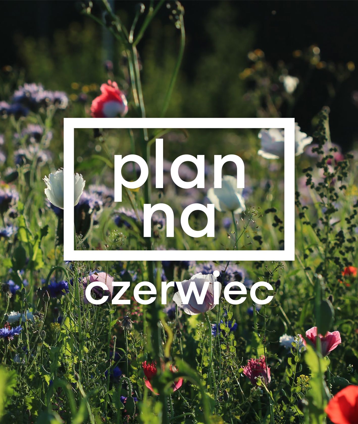 Plan na czerwiec – grafika cyklu, łąka