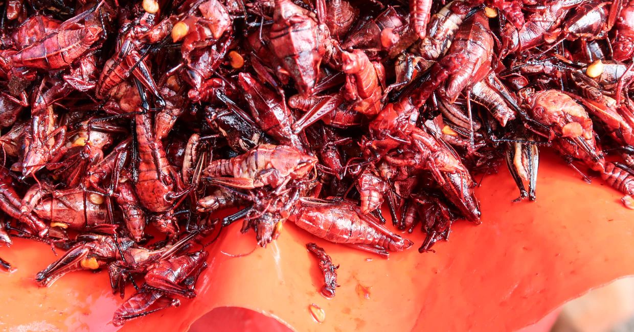 Smażone koniki polne Chapulines na targu Oaxaca w Meksyku