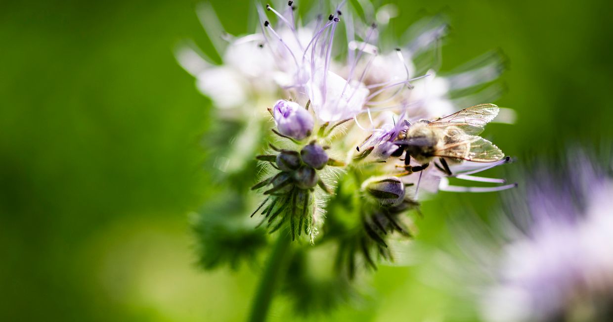 Pszczoła przy pracy (fot. Katarzyna Korza)