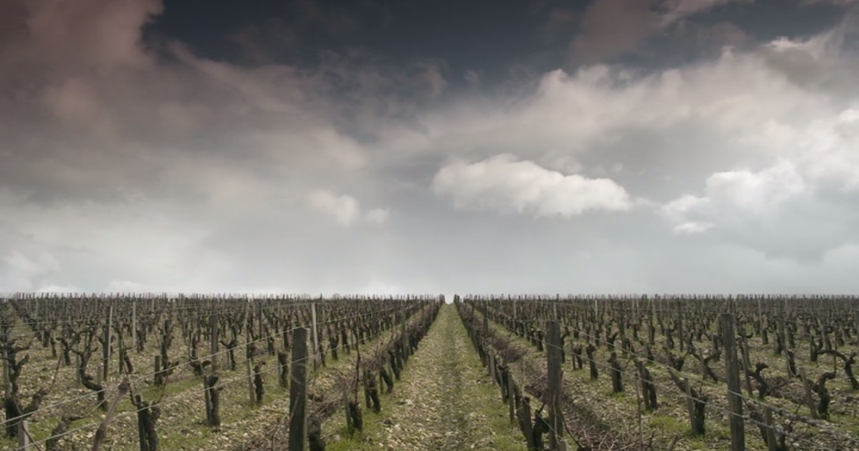 Widok na winnicę w zachmurzony dzień – kadr z filmu dokumentalnego "Czerwona obsesja"