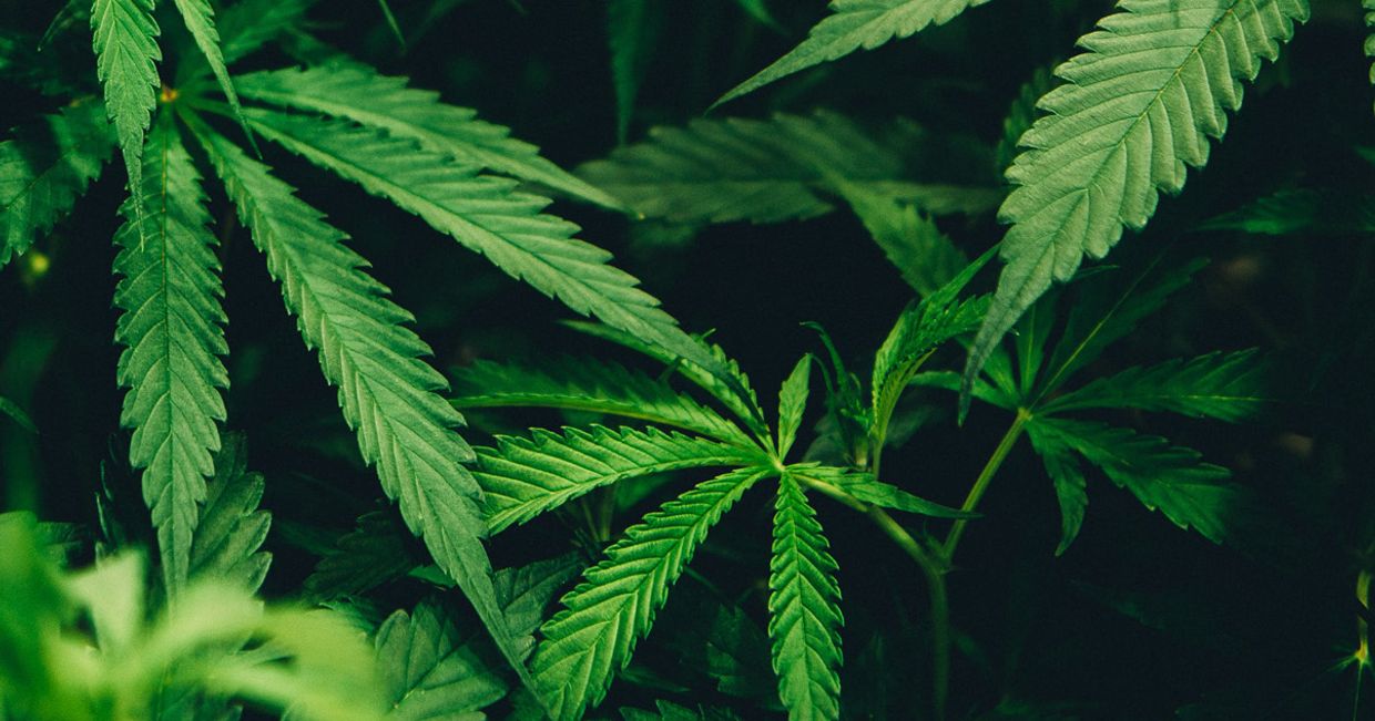 Zielone liści konopii – do czego są wykorzystywane? (fot. Matthew Brodeur / unsplash.com)
